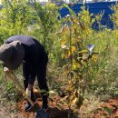 대추나무민박 이미지