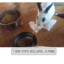 마라토끼 이미지