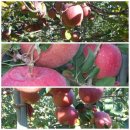 ＜사라네-사과＞ 신품종 맛있는 "아리수 사과" 첫 수확 기념 이벤트, 5kg(22,000원) 10kg(36,000원) 30박스 선착순, 이미지