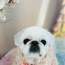 그레이스 그루밍 | 파주 애견미용추천 스트레스안받는 애견미용 그레이스그루밍🐶❤️