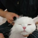 긔엽냥 이미지