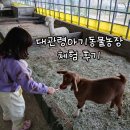 강릉아기동물농장 | (강릉여행) 대관령 아기동물농장 체험후기