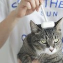 애정그루밍 이미지