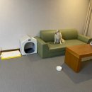 글램독 양양 이미지