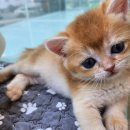 도그마루 강아지 고양이 양산화명점 이미지