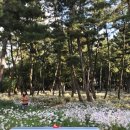 삼문송림길 이미지