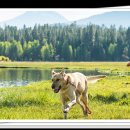 제주헬로우펫 이미지