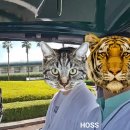 아리아호텔(신관) | 그랜드 조선 제주 아리아 조식 중식 비교 룸서비스 치킨 힐스위트 요가 솔직후기