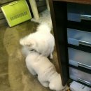 앨리스동물병원 네이버블로그