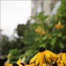 행복flower