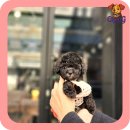 옥정강아지 이미지