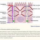 Re:Intestinal Barrier Function: Molecular Regulation and Disease Pathogenesis - 논문 읽어야 이미지