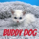 버디독 강아지분양 고양이분양 안심분양센터 인천점 이미지