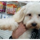 포근한동물병원 이미지