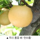 한아름 이미지