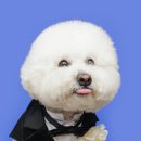 달링동물병원 | 2025.04.23 애견 스튜디오 애견 촬영기 :D 🐶 두삼이, 다시 달링스튜디오에 다녀왔어요!