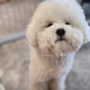 개버드 스쿨 이미지