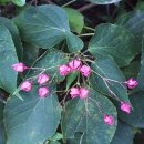 누리장나무 누린내, (누린내나무, 개나무, 취오동(臭梧桐), Harlequin glorybower ) 이미지