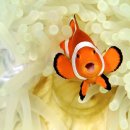 성전환 물고기 &#34;흰동가리[Clownfish ]&#34; 이미지