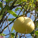 포멜로 [잠볼라, pomelo, Citrus maxima] 이미지