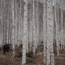 자작나무 조형물 이미지