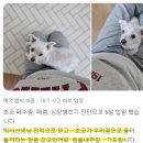 두리동물병원 | 군포24시동물병원 강아지 심장사상충, 예방부터 치료까지 꼭 알아야 할 것들