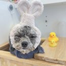 세븐일레븐제주화북남문점 | 제주 애견 미용 멍바우 2번째 방문(🫧일랑일랑 스파🫧) / 제주 화북 카페 ‘제주몽떼’