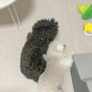 댕카페 이미지