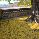 강변의 수채화 | 밀양에 이런 곳이? 용두산 절벽 위 잔도길 실제 후기🌿