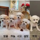 상아지네 이미지