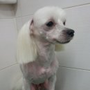 디테일 동물의료센터 이미지