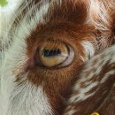 염소왕국 이미지