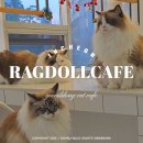 랙돌카페냐옹 이미지