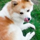 화산켄넬 이미지
