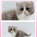 광주캐터리 이미지