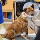 트레벨동물병원 이미지