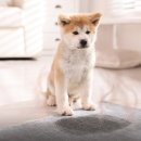 펫바이블 이미지