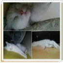 내양농장 이미지