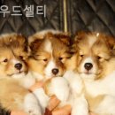 샤인우드 | 부산강아지분양 샤인우드셀티 정말 만족스러웠던 분양 경험