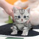 강아지고양이 미유펫 청주점 이미지