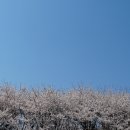 양평 벚꽃 드라이브 갔다 방문하기 좋은 서종 카페 BEST5