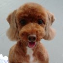 멍이가 웃통벗는날 이미지