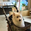 화성 향남 애견동반 대형카페 파인트리숲 주차장 메뉴 방문후기