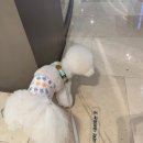 굿독 | [라비앙독 강아지 기저귀] 마킹 강아지 필수품 매너벨트 사용 후기