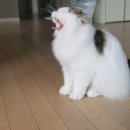 유진캣 이미지