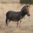 당나귀숲 이미지