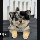 멍그라미 이발소 | (수원, 강아지, 고양이, 애견미용, 추천!) 멍그라미 애견미용 멍그라미, 맞춤 케어의 명소