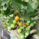 6.15 농장 이미지