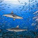 (동물 세계사) 014. 상어, 바다 깊은 곳에 사는 괴물 이미지