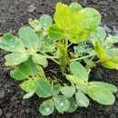 제주특별자치도 농업기술원 이미지